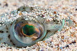 ������� ���������, ������� ������� ������, ��� ������� ������� ��������, ��� ������ (Trachinus draco)