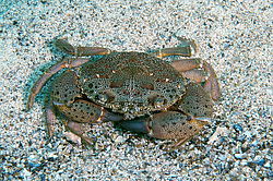 �������� ����, ��� ���� ������ (Eriphia verrucosa)