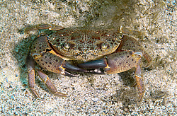 �������� ����, ��� ���� ������ (Eriphia verrucosa)