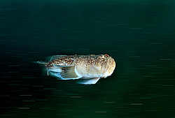 ��������� ��� ������� ������ (Uranoscopus scaber) 