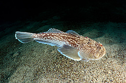 ��������� ��� ������� ������ (Uranoscopus scaber) 