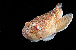 ��������� ��� ������� ������ (Uranoscopus scaber) 