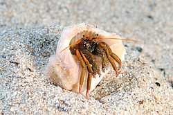 ��� ��������� ���������� (Clibanarius erythropus)