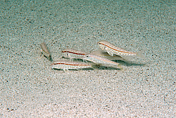 ��������, ��� �������� (Mullus barbatus ponticus)