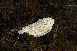 ������� ������ (Platichthys flesus)