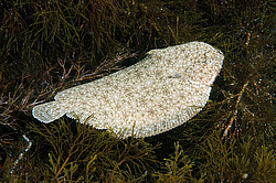 ������� ������ (Platichthys flesus)