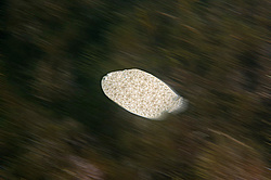 ������� ������ (Platichthys flesus)