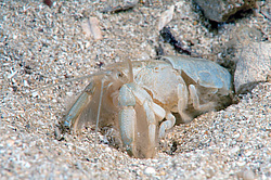 ���-���� (Upogebia pusilla)