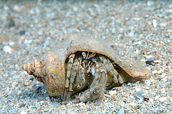 ��� ��������� ������ (Diogenes pugilator)