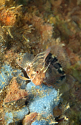 ������� ������� ��������� (Parablennius zvonimiri)