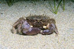 ��������� ������������ ���� (Pilumnus hirtellus)