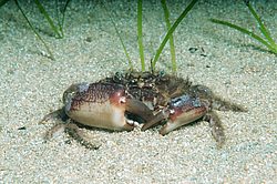 ��������� ������������ ���� (Pilumnus hirtellus)