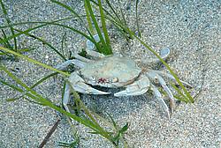 ���� ��������, ��� ��������� ���� (Macropipus holsatus)