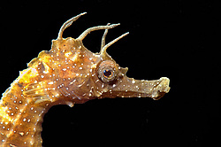 ������� ����� (Hippocampus hippocampus)