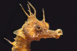 ������� ����� (Hippocampus hippocampus)