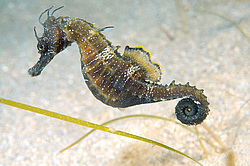 ������� ����� (Hippocampus hippocampus)