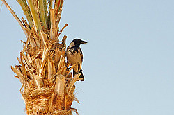 ������, ������� �������� ����, �������