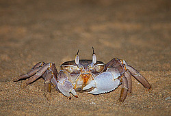 ������, ������� �������� ����, �������