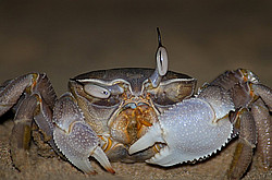 ������, ������� �������� ����, �������