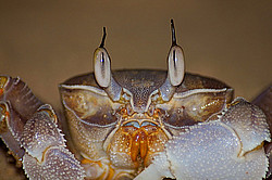 ������, ������� �������� ����, �������