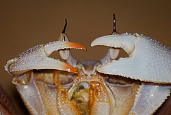 ������, ������� �������� ����, �������