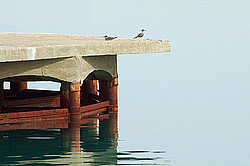 ������, ������� �������� ����, �������