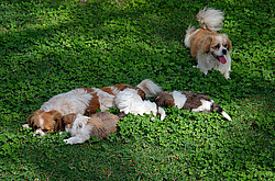 Vogue Hotel (������)