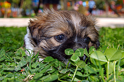 Vogue Hotel (������)