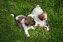 Vogue Hotel (������)