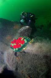 �������� �Salzburg� (���������) - 1. 10. 1942 ���� �� ���� ����� ���������� ������� 2300 ��������� �������������