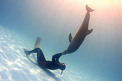 ������� ������� (Tursiops truncatus)