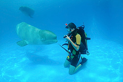 ������ (Delphinapterus leucas)
