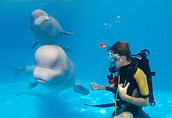 ������ (Delphinapterus leucas)
