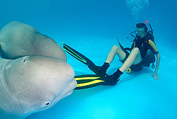 ������ (Delphinapterus leucas)