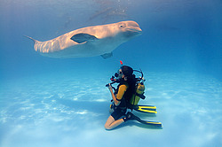 ������ (Delphinapterus leucas)