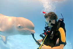 ������ (Delphinapterus leucas)