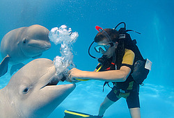 ������ (Delphinapterus leucas)