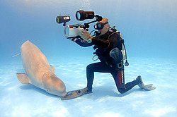 ������ (Delphinapterus leucas)