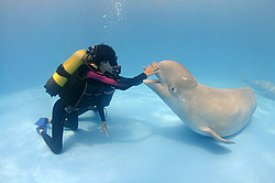 ������ (Delphinapterus leucas)