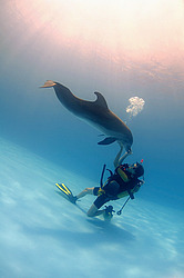 ������� ������� (Tursiops truncatus)