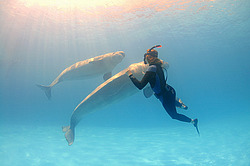 ������ (Delphinapterus leucas)