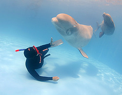 ������ (Delphinapterus leucas)