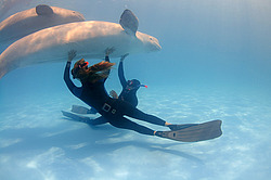 ������ (Delphinapterus leucas)