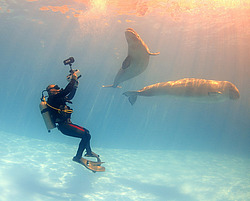 ������ (Delphinapterus leucas)