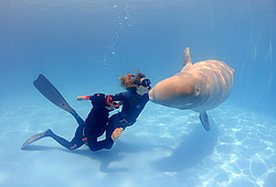 ������ (Delphinapterus leucas)