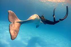 ������ (Delphinapterus leucas)