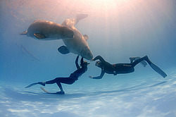 ������ (Delphinapterus leucas)