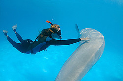 ������ (Delphinapterus leucas)