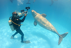 ������ (Delphinapterus leucas)