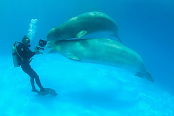 ������ (Delphinapterus leucas)